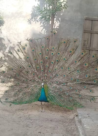 breeder peacocks