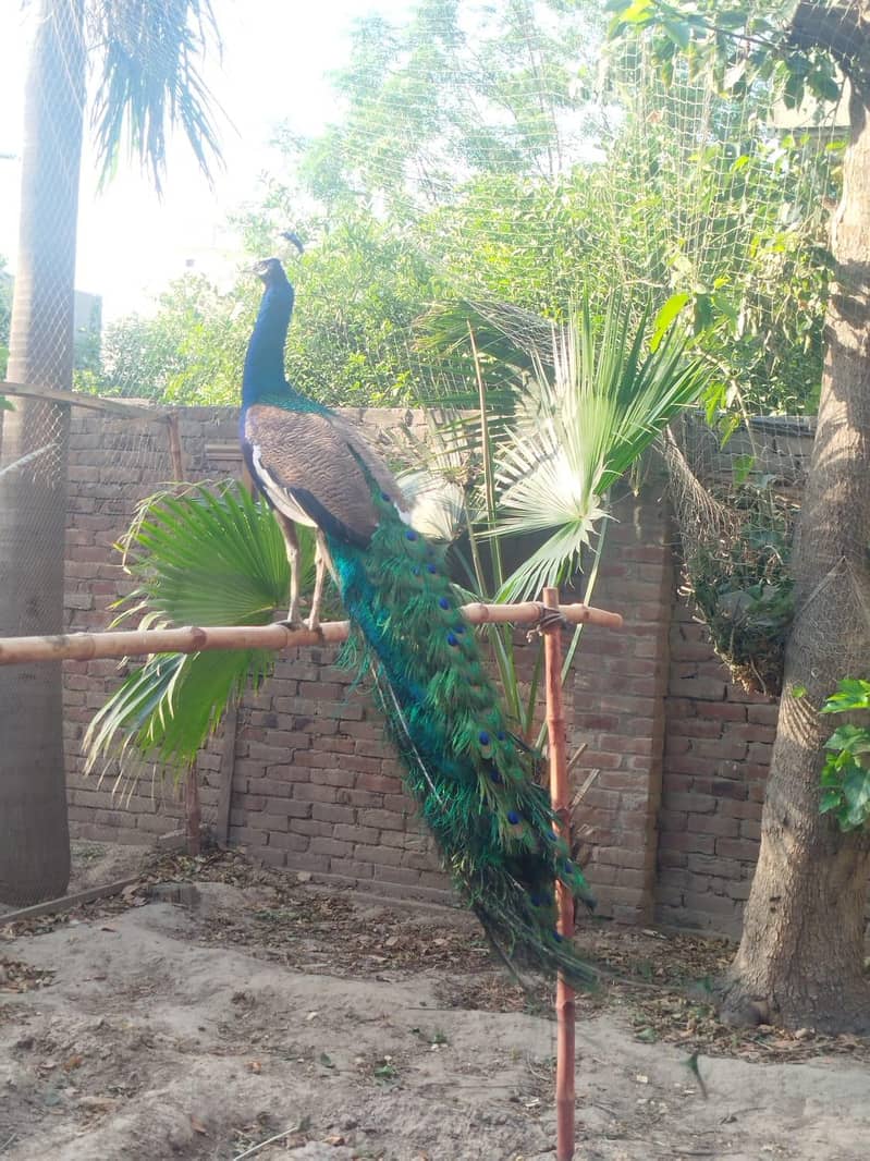 breeder peacocks 1