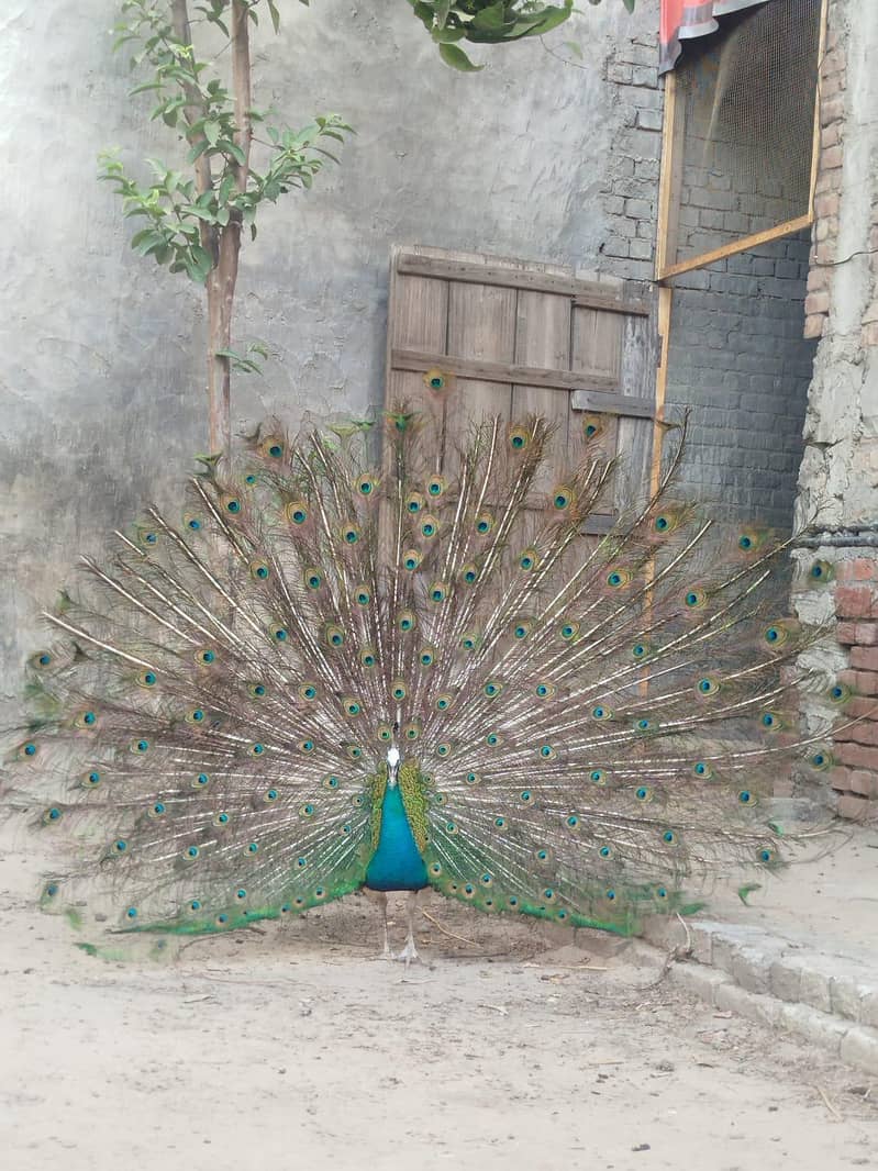 breeder peacocks 2