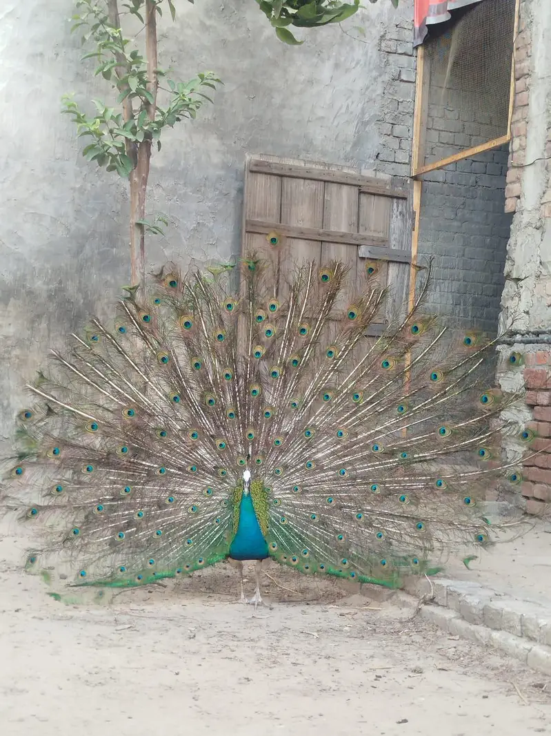 breeder peacocks — photo 3
