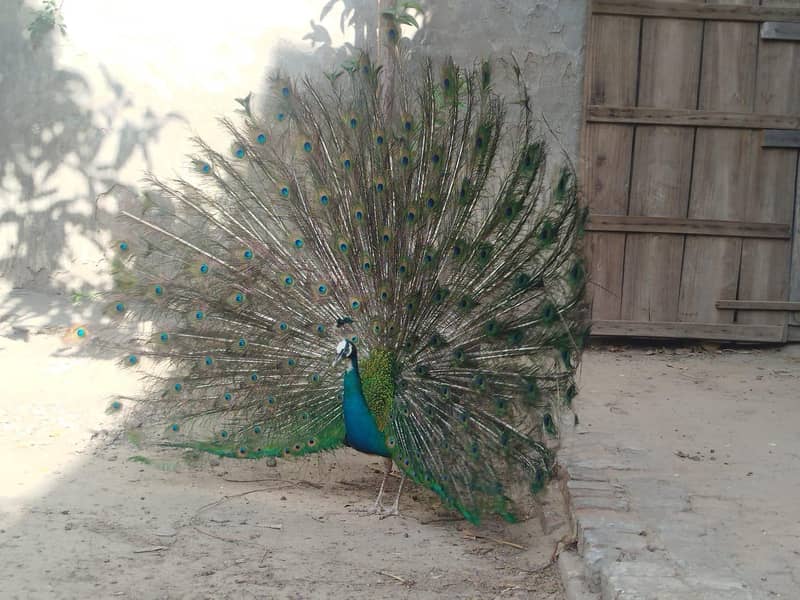 breeder peacocks 3