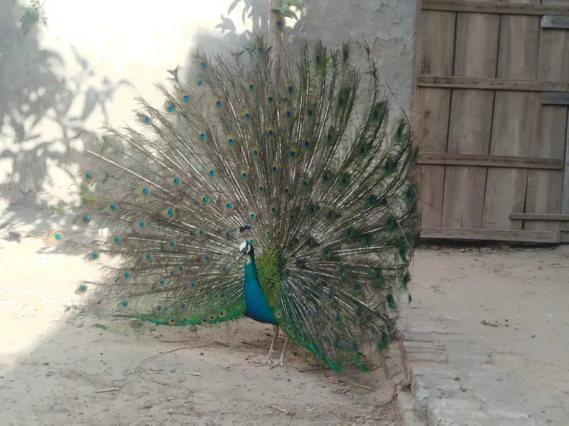 breeder peacocks — photo 4