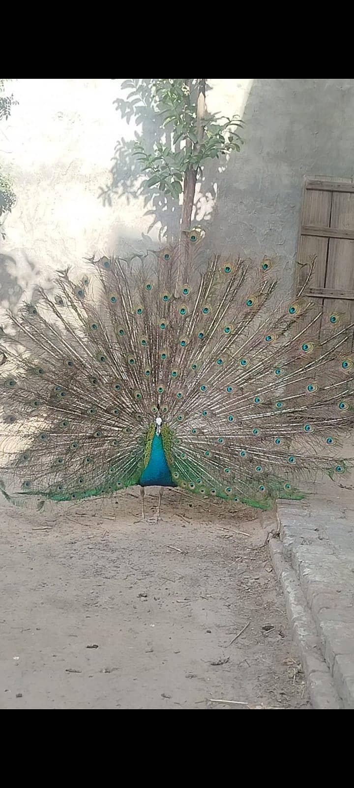 breeder peacocks 4