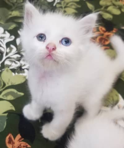 Kittens | Persian Kittens | Triple Coated Kittens |Kittens For Sale