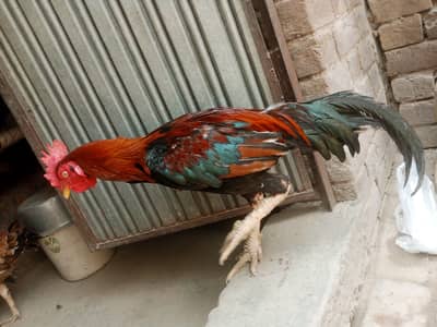 Desi Aseel