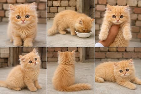 Original Persian kitten / 3Month Old / Fluffy Long Hair / Full Healthy