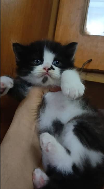 persian female/male kitten/cat triple coat/punch/semipunch