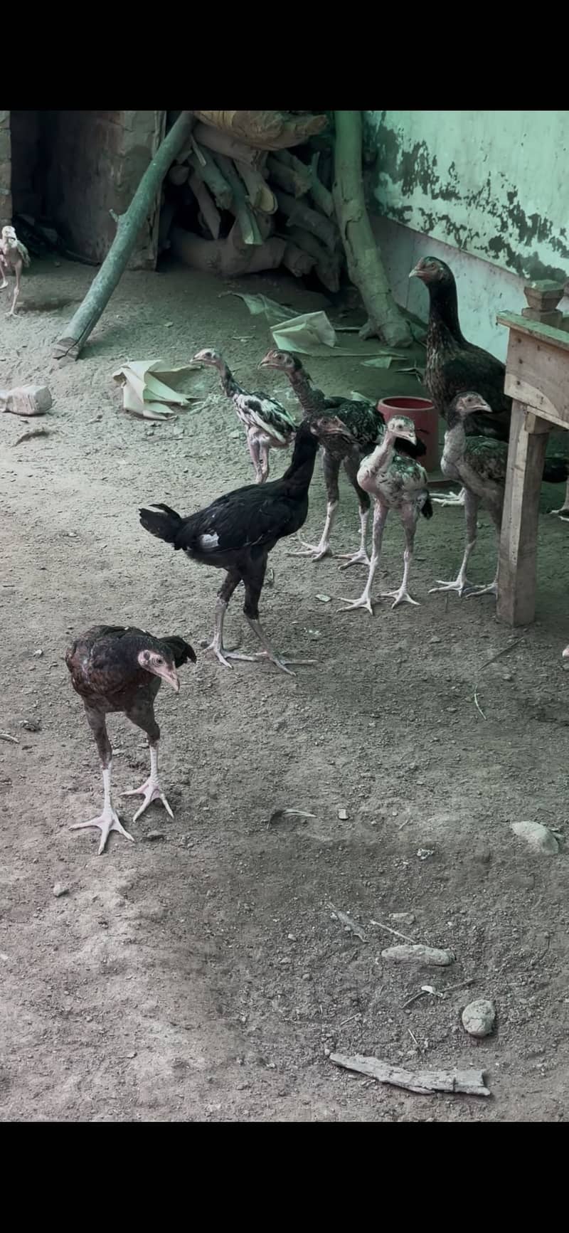 Hens chuza 0