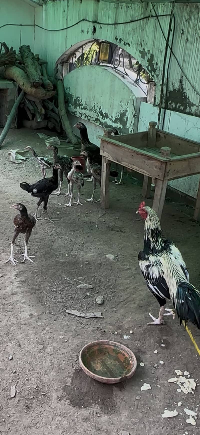 Hens chuza 1