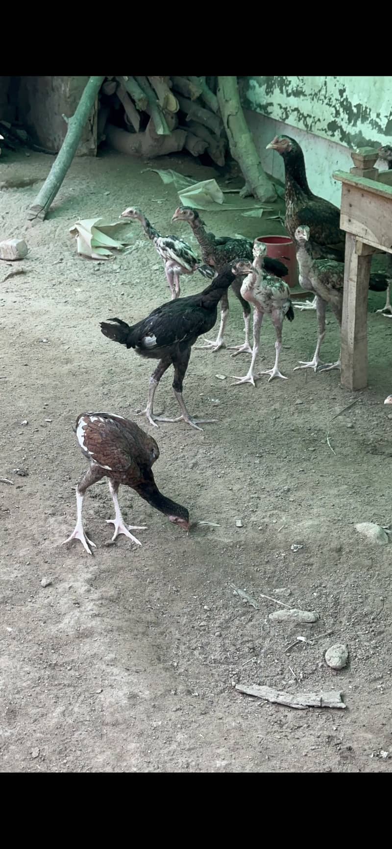 Hens chuza 2