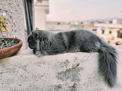 Gorgeous Persian Kitten Looking for a Loving Home
