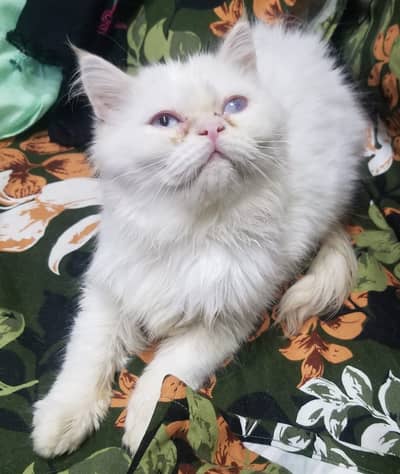 Cat | Kittens | Persian Triple Coated Kittens For Sale