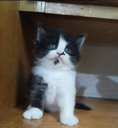 persian female/male kitten/cat triple coat/punch/semipunch