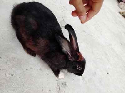 adult female rabbit