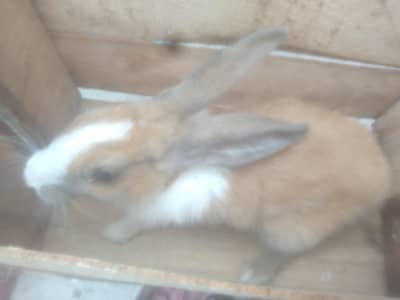 adult female rabbit