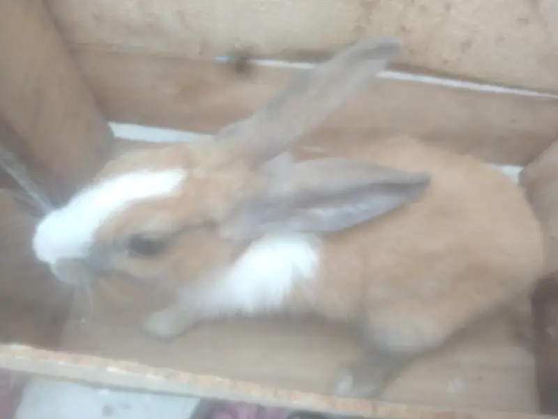 adult female rabbit