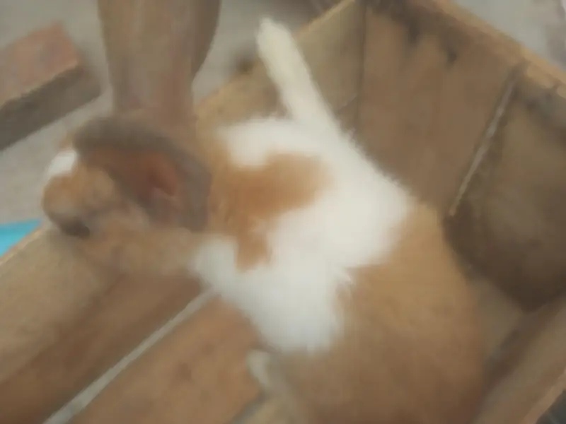 adult female rabbit — photo 2