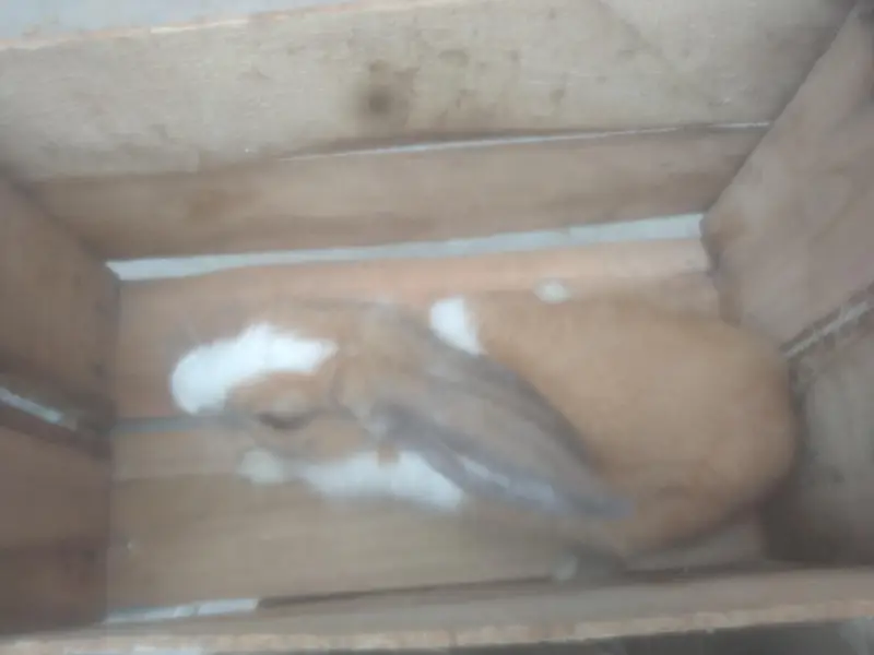 adult female rabbit — photo 3