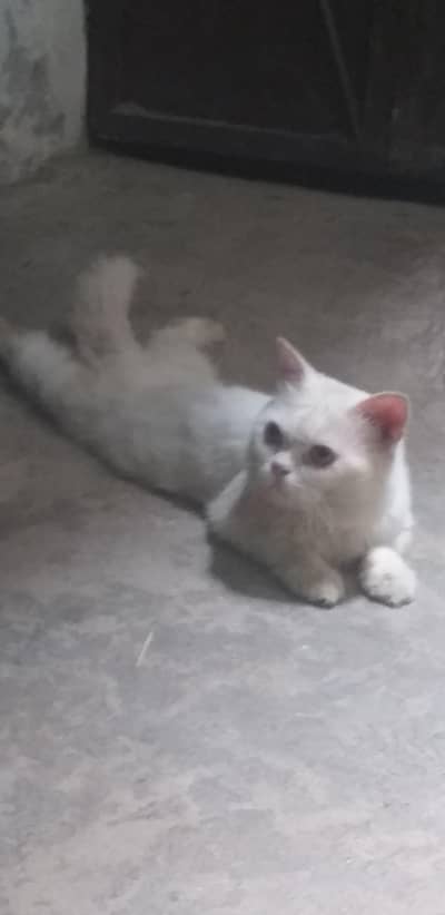 Male Persian cat 3_4