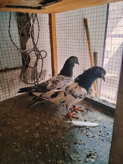 1 pair and 1 male for sale