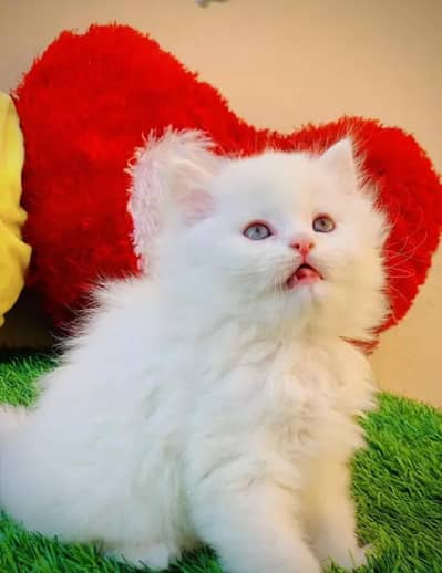 Persian female kitten for sale