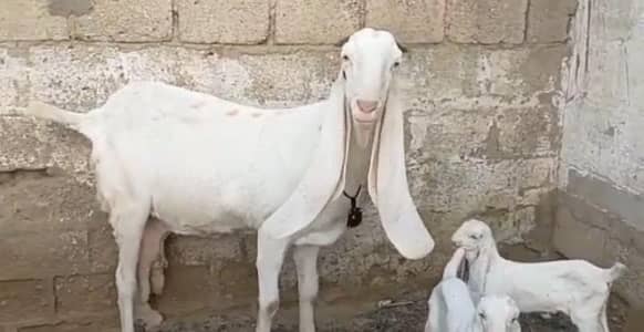 3 Bacchon Ka Sath Gulabi Bakri For Sale/ 03265448901