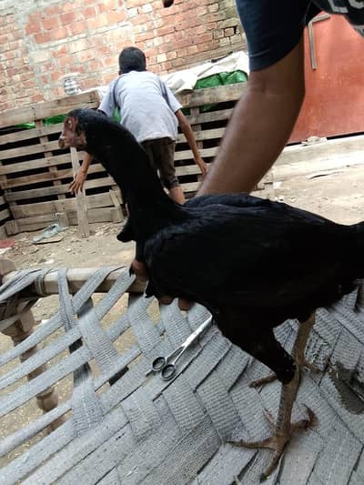 Hen fams