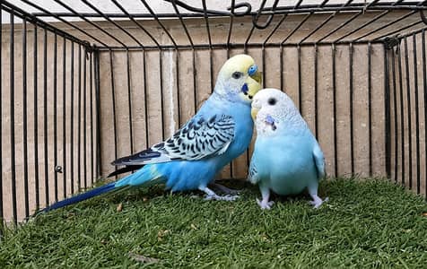 Rainbow Working budgies