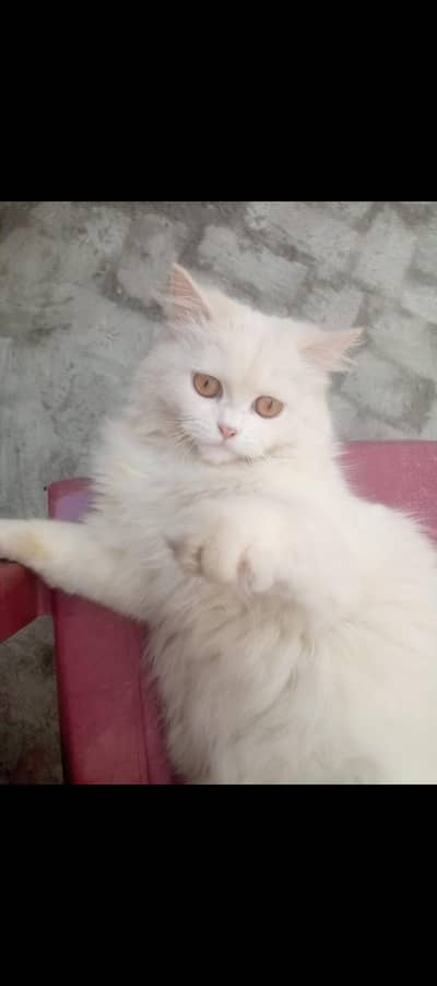 person cat double coated exchange also possible with another birds