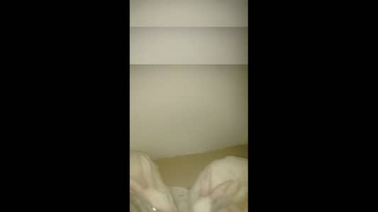 Rabbit for sale