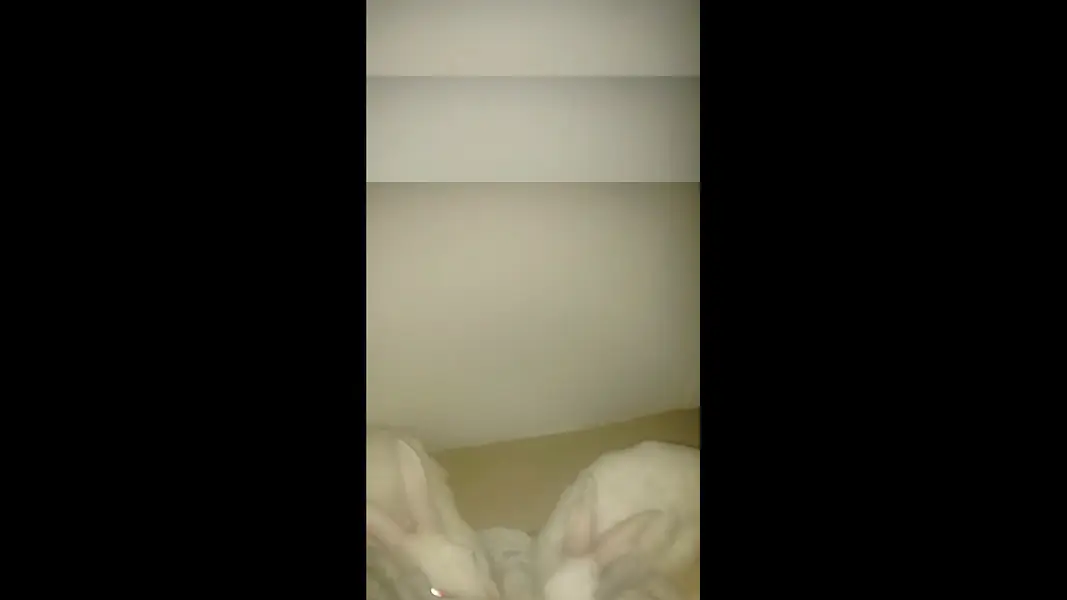 Rabbit for sale