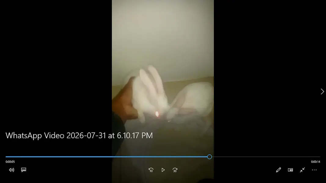 Rabbit for sale — photo 3