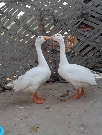 big duck 