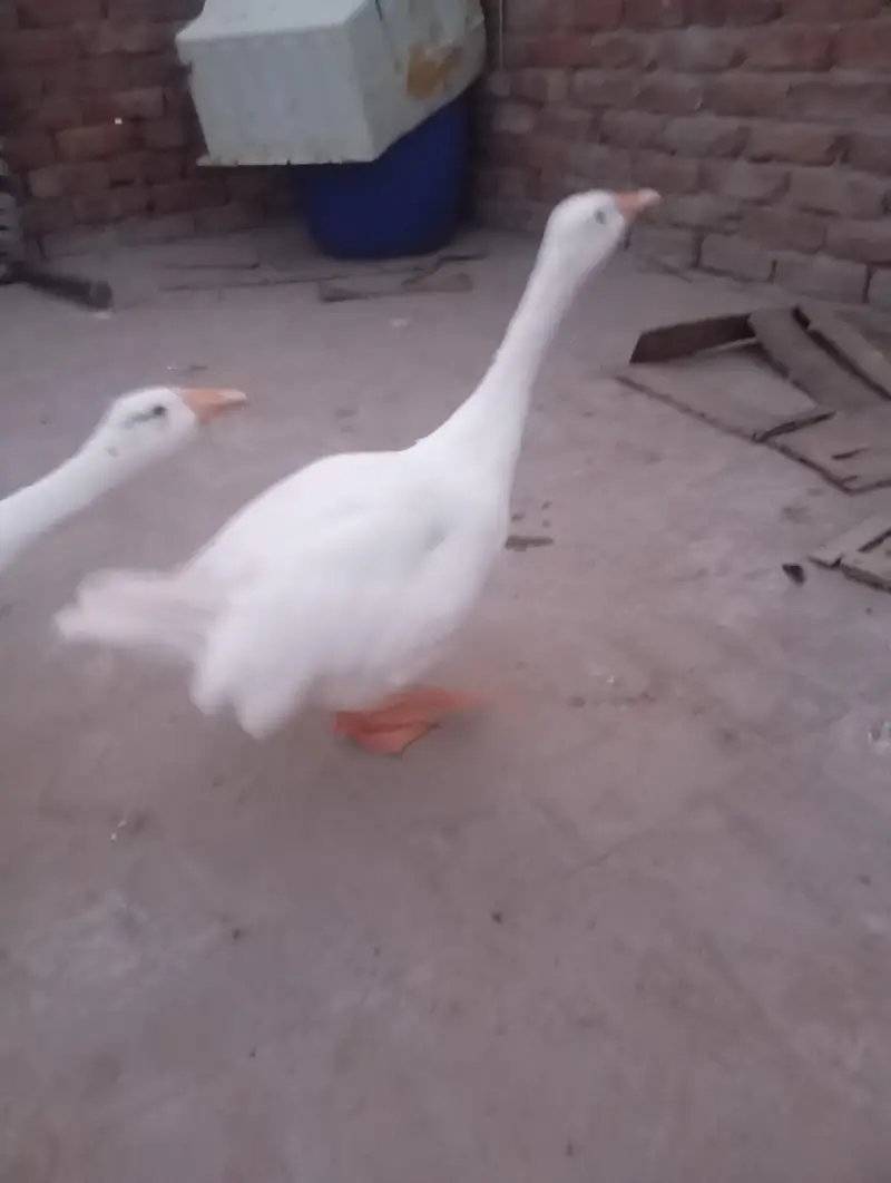 big duck  — photo 2