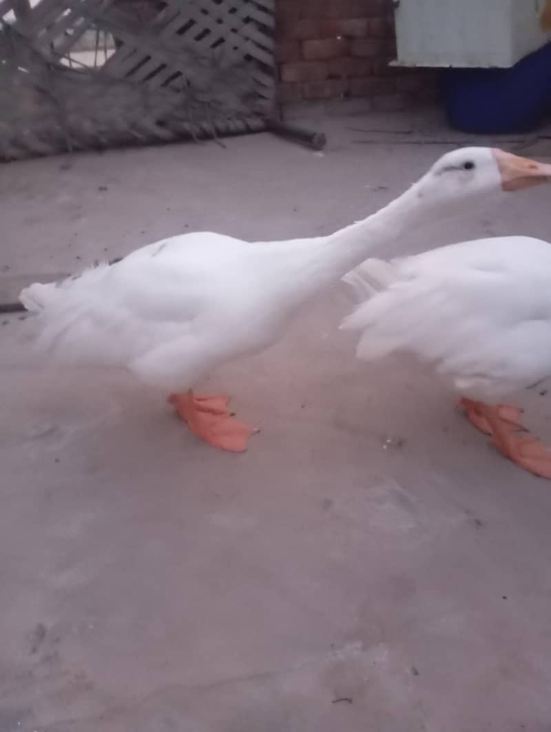 big duck  2