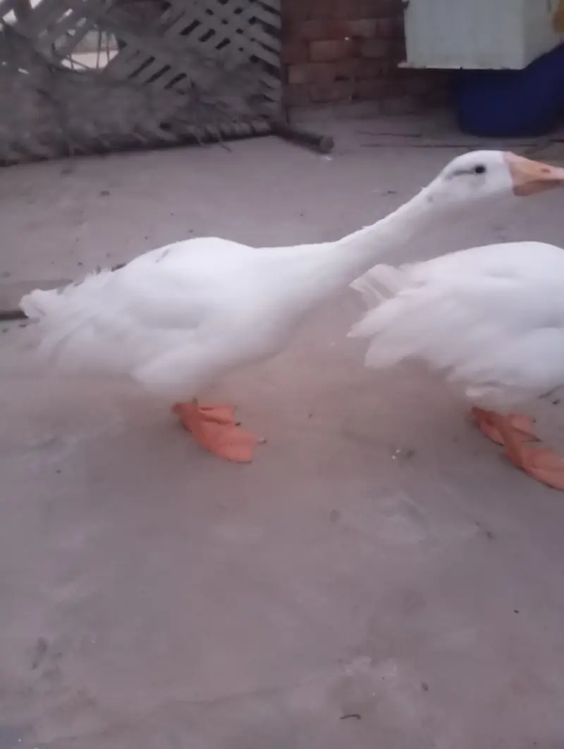 big duck  — photo 3