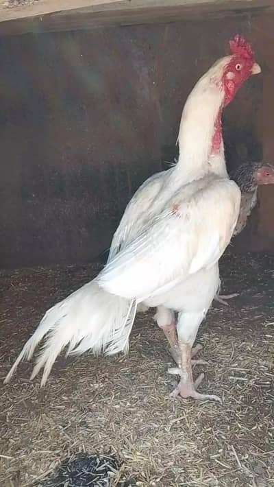 high quality Heera aseel murga