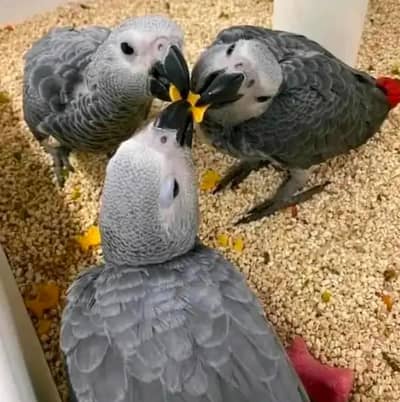 African grey parrot chicks for sale (03707908904)
