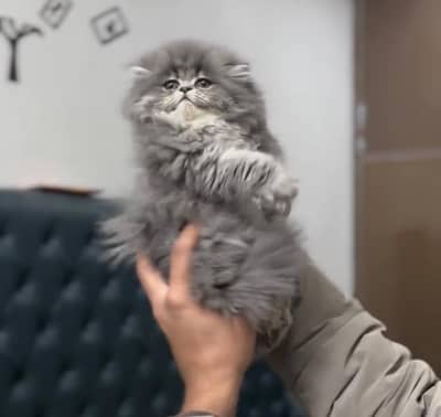 Persian kitten