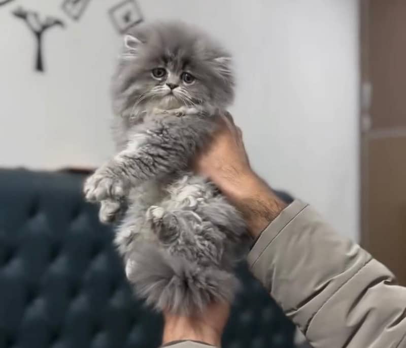 Persian kitten 1
