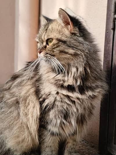 Persian cat for sale