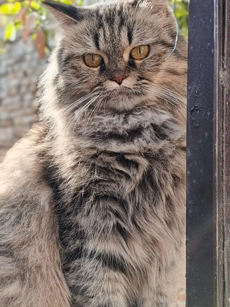 Persian cat for sale — photo 2