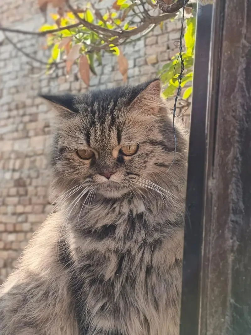 Persian cat for sale — photo 3