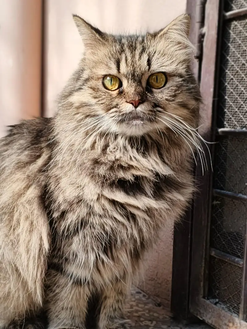 Persian cat for sale — photo 4