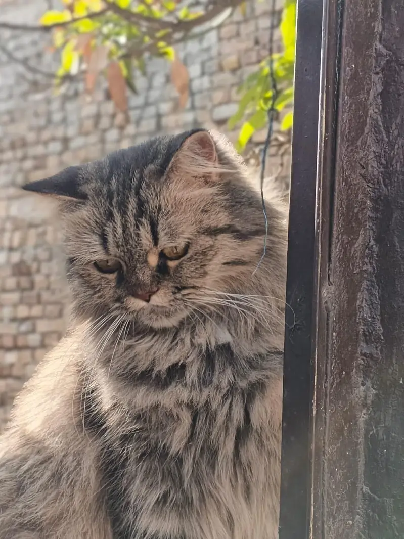 Persian cat for sale — photo 5