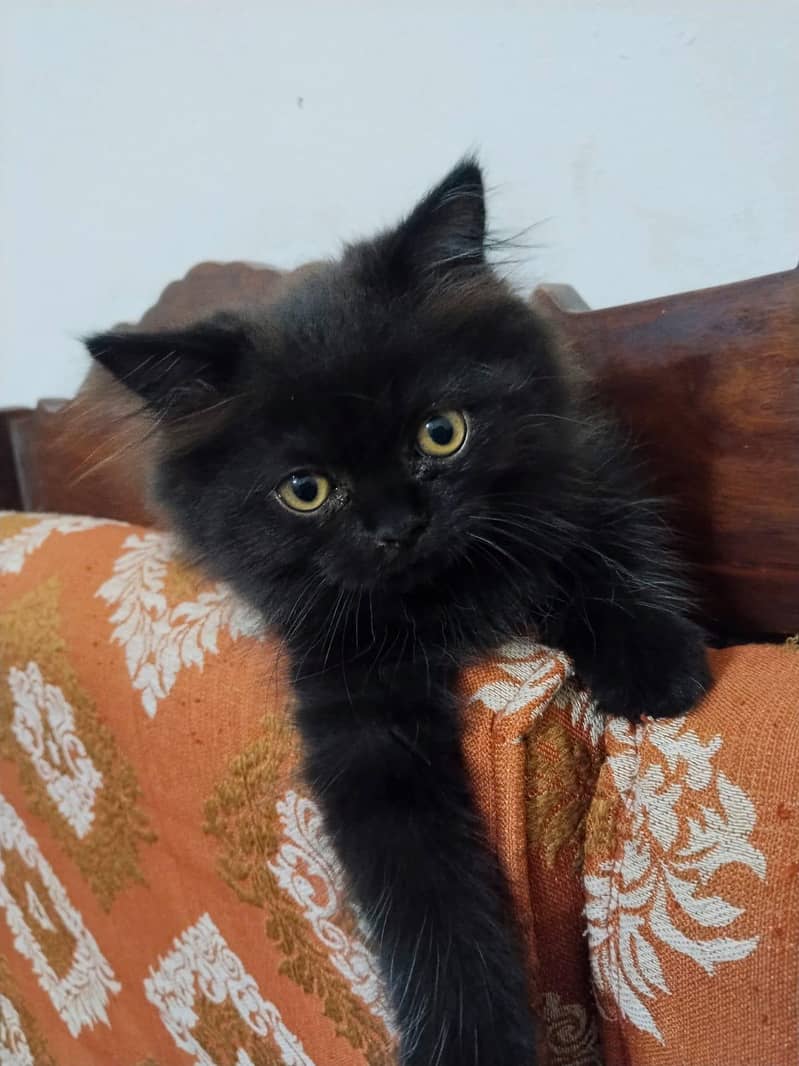 Persian 0