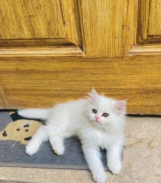 Persian 1