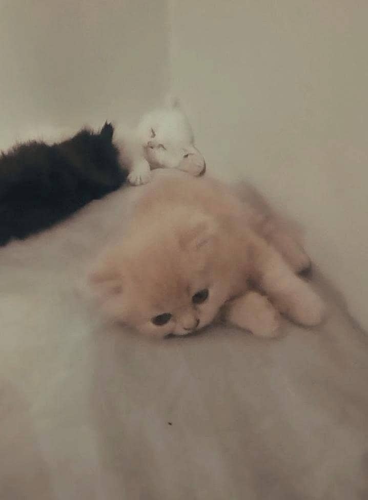 Persian 2