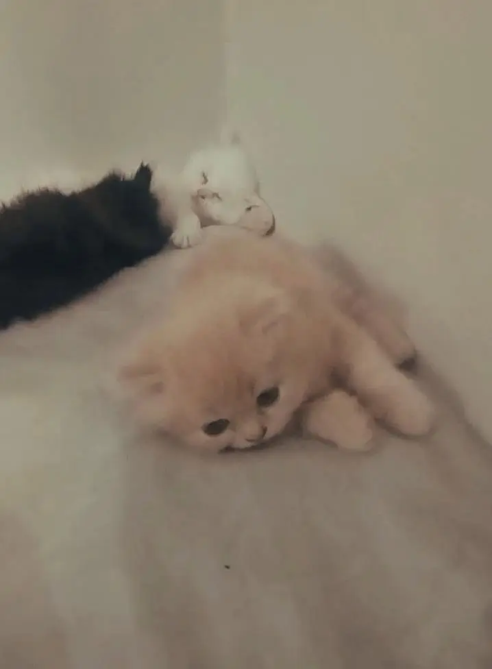 Persian — photo 3