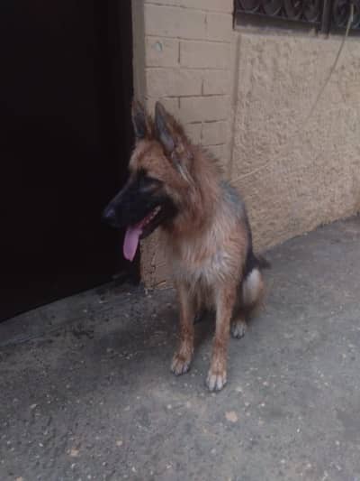 German shepherd vaccinated with vacation card